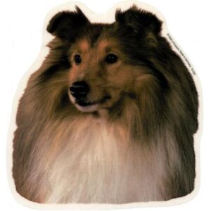 Shetland Sheepdog