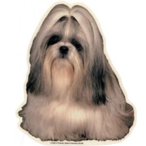 Shih Tzu