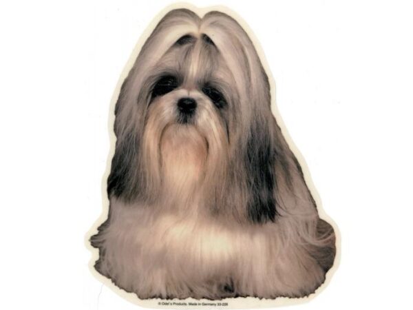 Shih Tzu