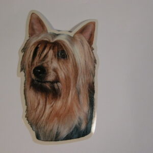 Silky Terrier