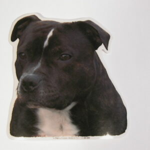 Staffordshire Bull Terrier