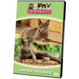 Vores Katte. Chartreux & Russian Blue