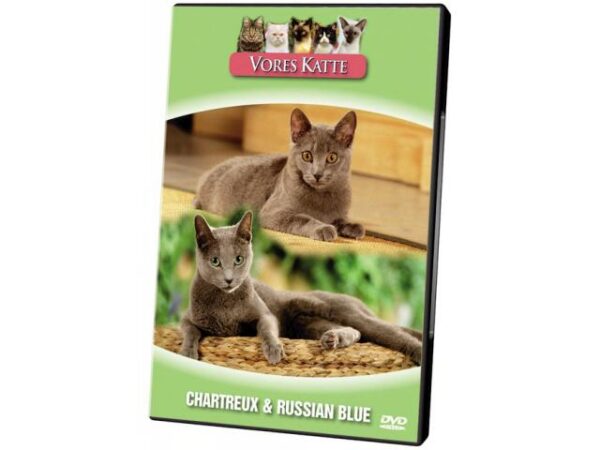 Vores Katte. Chartreux & Russian Blue