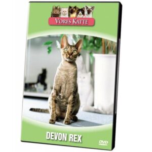 Vores Katte. Devon rex