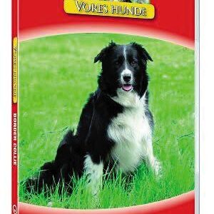 Vores hunde - Border Collie