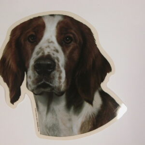 Welsh Springer Spaniel