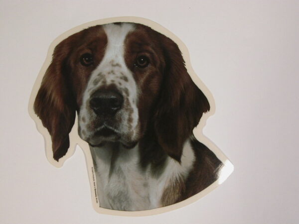 Welsh Springer Spaniel