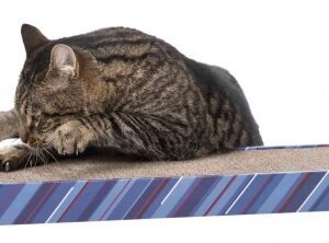 Kat Kradseplade "Scratchy".