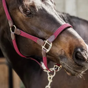 Kentucky - Læder grime med flet - Bordeaux / Cob